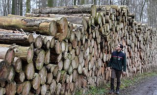 Die Holzstämme, an denen Förster Timur Beck vorbeigeht, sind noch nicht abgeholt, weil die Verarbeiter nicht nachkommen. - Frank-Michael Kiel-Steinkamp Die Holzstämme, an denen Förster Timur Beck vorbeigeht, sind noch nicht abgeholt, weil die Verarbeiter nicht nachkommen. - Frank-Michael Kiel-Steinkamp