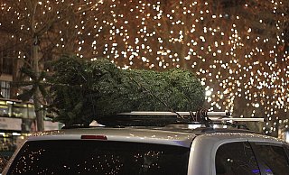 Keine Lust mehr auf die Weihnachtstanne? - Symbolfoto/ Pixabay Keine Lust mehr auf die Weihnachtstanne? - Symbolfoto/ Pixabay