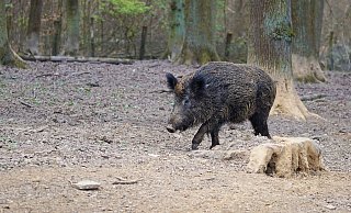 Wildschweine waren im Kreis Höxter innerhalb weniger Stunden gleich in zwei Unfälle mit Güterzügen verwickelt. - Pixabay (Symbolfoto) Wildschweine waren im Kreis Höxter innerhalb weniger Stunden gleich in zwei Unfälle mit Güterzügen verwickelt. - Pixabay (Symbolfoto)
