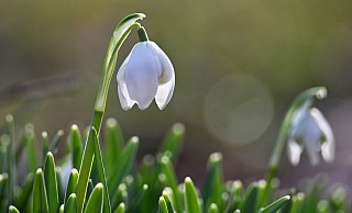 OWL darf zum Wochenende auf milde Luft hoffen, die sich nach dem strengen Frost des Wochenanfangs wie ein Hauch von Frühling anfühlen wird. - Katrin Requadt/dpa OWL darf zum Wochenende auf milde Luft hoffen, die sich nach dem strengen Frost des Wochenanfangs wie ein Hauch von Frühling anfühlen wird. - Katrin Requadt/dpa