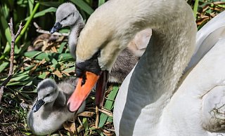 Eine Schwanfamilie gelangte auf ein Gleis in Paderborn. - Oliver Berg/dpa Eine Schwanfamilie gelangte auf ein Gleis in Paderborn. - Oliver Berg/dpa