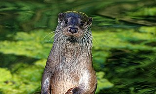 Otter Chris lebt schon seit 2019 im Tierpark Olderdissen. Er freut sich auf Kameradschaft. - Foto: Steve McAlpine Otter Chris lebt schon seit 2019 im Tierpark Olderdissen. Er freut sich auf Kameradschaft. - Foto: Steve McAlpine