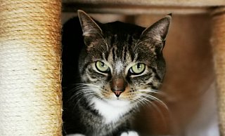 Kater Lutz verbrachte zwei Tage auf einem Baum, ehe er ins Gütersloher Tierheim kam. Dort ist er mittlerweile im Katzenzimmer untergekommen. - Tierheim Gütersloh Kater Lutz verbrachte zwei Tage auf einem Baum, ehe er ins Gütersloher Tierheim kam. Dort ist er mittlerweile im Katzenzimmer untergekommen. - Tierheim Gütersloh