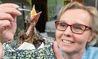 Schnabel auf, Futter mit der Pinzette vorsichtig reinlegen: Auch Tierheimleiterin Jutta Schaper kennt sich mit dem Päppeln inzwischen gut aus. - Barbara Franke Schnabel auf, Futter mit der Pinzette vorsichtig reinlegen: Auch Tierheimleiterin Jutta Schaper kennt sich mit dem Päppeln inzwischen gut aus. - Barbara Franke