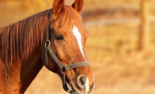 Parallel zur Behandlung der Gestürzten war das Pferd nach einem rund zweieinhalb Kilometer langen Ritt alleine nach Hause gelaufen. - Pixabay Parallel zur Behandlung der Gestürzten war das Pferd nach einem rund zweieinhalb Kilometer langen Ritt alleine nach Hause gelaufen. - Pixabay