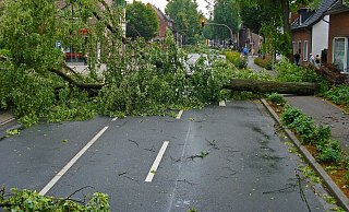 Mehrere Bäume fallen um und auf die Straße (Symbolbild). - Pixabay Mehrere Bäume fallen um und auf die Straße (Symbolbild). - Pixabay