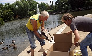 Und ab in die Kiste: Aldo Robijn kommt mit der Gans aus dem Wasser, NW-Redakteur Meiko Haselhorst steht schon mit dem Transportbehälter parat. - Niklas Krämer Und ab in die Kiste: Aldo Robijn kommt mit der Gans aus dem Wasser, NW-Redakteur Meiko Haselhorst steht schon mit dem Transportbehälter parat. - Niklas Krämer