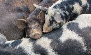 Der Fahrer des Schweinetransporters zeigte sich uneinsichtig. - (Symbolbild): Pixabay Der Fahrer des Schweinetransporters zeigte sich uneinsichtig. - (Symbolbild): Pixabay