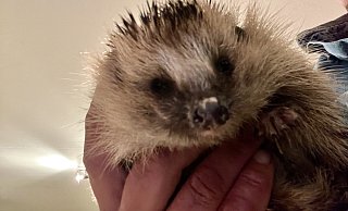 Regelmäßig landen Igel, so wie dieser, bei Tierfreund Matthias Stock in Rolfzen. - Stock Regelmäßig landen Igel, so wie dieser, bei Tierfreund Matthias Stock in Rolfzen. - Stock