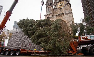 Der Weihnachtsbaum ist am Berliner Breitscheidplatz angekommen. - Paul Zinken/dpa Der Weihnachtsbaum ist am Berliner Breitscheidplatz angekommen. - Paul Zinken/dpa