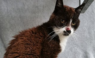 Katzendame Tiffy sucht ein neues Zuhause. - Tierheim Gütersloh Katzendame Tiffy sucht ein neues Zuhause. - Tierheim Gütersloh