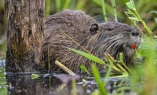 Immer öfter sind Nutrias an der Else in Bünde zu sehen. - Symbolfoto: dpa Immer öfter sind Nutrias an der Else in Bünde zu sehen. - Symbolfoto: dpa