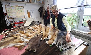 Pelze en masse: Auf dem Arbeitsttisch von Kürschnermeisterin Barbara Janßen liegen zahlreiche Fuchsfelle. Die grüne Plakette im Ohrist mit eine Nummer versehen, mit der man nachvollziehen kann, woher der Pelz kommt. - Oliver Herold Pelze en masse: Auf dem Arbeitsttisch von Kürschnermeisterin Barbara Janßen liegen zahlreiche Fuchsfelle. Die grüne Plakette im Ohrist mit eine Nummer versehen, mit der man nachvollziehen kann, woher der Pelz kommt. - Oliver Herold