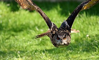 Viele Eulen haben sich 2020 im Kreis Höxter niedergelassen - ein Grund sind die großflächigen Reviere. - Symbolbild/Pixabay Viele Eulen haben sich 2020 im Kreis Höxter niedergelassen - ein Grund sind die großflächigen Reviere. - Symbolbild/Pixabay