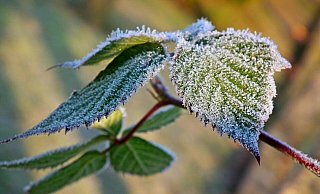 Vor allem für Sommerblüher und Nutzpflanzen kann später Frost oder Reif zum Problem werden. Wirds tatsächlich noch eimal frostig, sollten Gartenbesitzer und Balkonliebhaber reagieren. - Symbolfoto/ Pixabay Vor allem für Sommerblüher und Nutzpflanzen kann später Frost oder Reif zum Problem werden. Wirds tatsächlich noch eimal frostig, sollten Gartenbesitzer und Balkonliebhaber reagieren. - Symbolfoto/ Pixabay