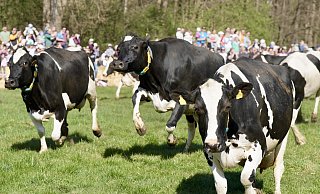 Übermütig geht es im Kuhgalopp auf die Weide. Tausende Zuschauer sind beim Weideaustrieb auf Gut Wilhelmsdorf in Bielefeld dabei. - Peter Unger Übermütig geht es im Kuhgalopp auf die Weide. Tausende Zuschauer sind beim Weideaustrieb auf Gut Wilhelmsdorf in Bielefeld dabei. - Peter Unger