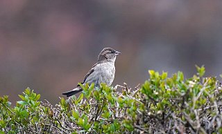 Vögel bauen gern Nester in Hecken. - Symbolfoto: Pixabay Vögel bauen gern Nester in Hecken. - Symbolfoto: Pixabay