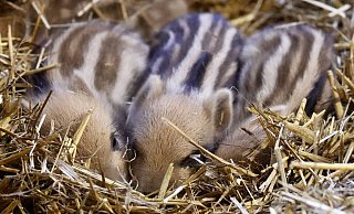 Wildschwein-Nachwuchs und präventive Maßnahmen des Tierparks aufgrund der Geflügelpest - Peter Unger Wildschwein-Nachwuchs und präventive Maßnahmen des Tierparks aufgrund der Geflügelpest - Peter Unger