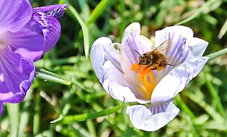 Die blühenden Krokusse auf dem Alten Friedhof am Jahnplatz dienen Wildbienen schon jetzt als erste Nahrungsquelle zum Jahresanfang. - Barbara Franke Die blühenden Krokusse auf dem Alten Friedhof am Jahnplatz dienen Wildbienen schon jetzt als erste Nahrungsquelle zum Jahresanfang. - Barbara Franke