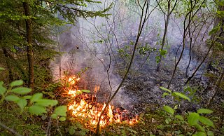 Offene Flammen im Bielefelder Wald. - Mike-Dennis Müller Offene Flammen im Bielefelder Wald. - Mike-Dennis Müller
