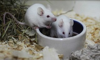 Insgesamt vier Mäusejungs warten auf ein artgerechtes Zuhause. - Tierheim Bünde Insgesamt vier Mäusejungs warten auf ein artgerechtes Zuhause. - Tierheim Bünde