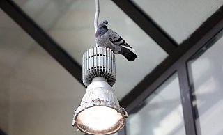 Ohne den Menschen sind Tauben, die größtenteils von verwilderten Haus- und Brieftauben abstammen, allerdings aufgeschmissen. - Frank-Michael Kiel-Steinkamp Ohne den Menschen sind Tauben, die größtenteils von verwilderten Haus- und Brieftauben abstammen, allerdings aufgeschmissen. - Frank-Michael Kiel-Steinkamp