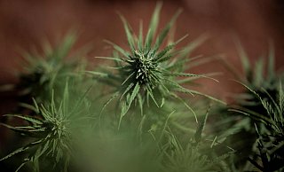 Zwei Cannabis-Plantagen mit je 600 Pflanzen waren bei der Razzia im Januar gefunden worden - eine davon im Kreis Höxter. (Themenbild) - AFP Zwei Cannabis-Plantagen mit je 600 Pflanzen waren bei der Razzia im Januar gefunden worden - eine davon im Kreis Höxter. (Themenbild) - AFP
