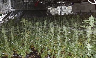 Die in Wehrendorf entdeckte Marihuana-Indoorplantage. - Polizei Osnabrück Die in Wehrendorf entdeckte Marihuana-Indoorplantage. - Polizei Osnabrück