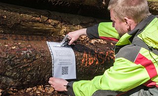 Benjamin Ahlmeier von der Wiehen-Holz GmbH kennzeichnet die Stämme, die er gerade mit dem Insektizid behandelt hat. - Cornelia Müller Benjamin Ahlmeier von der Wiehen-Holz GmbH kennzeichnet die Stämme, die er gerade mit dem Insektizid behandelt hat. - Cornelia Müller