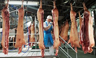 Schweinefleisch, das derzeit nicht nach China darf: Ein Mitarbeiter des Fleischunternehmens Tönnies arbeitet im Schlachthaus in Rheda-Wiedenbrück. - picture alliance / dpa Schweinefleisch, das derzeit nicht nach China darf: Ein Mitarbeiter des Fleischunternehmens Tönnies arbeitet im Schlachthaus in Rheda-Wiedenbrück. - picture alliance / dpa