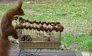 Hamsterkäufe sind ein Phänomenen, dem offenbar auch Eichhörnchen-Mann "Silvester" verfallen ist. - Privat Hamsterkäufe sind ein Phänomenen, dem offenbar auch Eichhörnchen-Mann "Silvester" verfallen ist. - Privat