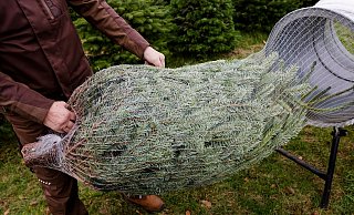 Jedes Jahr werden in Deutschland etwa 27 Millionen Weihnachtsbäume verkauft. - Frank Molter/dpa Jedes Jahr werden in Deutschland etwa 27 Millionen Weihnachtsbäume verkauft. - Frank Molter/dpa
