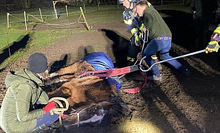 Das Pony wurde auf der Weide von der Feuerwehr wieder auf die vier Beine gestellt. - FFW Borgentreich Das Pony wurde auf der Weide von der Feuerwehr wieder auf die vier Beine gestellt. - FFW Borgentreich