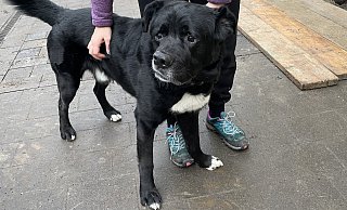 Fritz ist 8 Jahre alt und wurde als Welpe von einer Kuh ins Gesicht getreten, weshalb seine Schnauze etwas schief ist und er manchmal ein bisschen torkelt. - Jule Prietzel Fritz ist 8 Jahre alt und wurde als Welpe von einer Kuh ins Gesicht getreten, weshalb seine Schnauze etwas schief ist und er manchmal ein bisschen torkelt. - Jule Prietzel