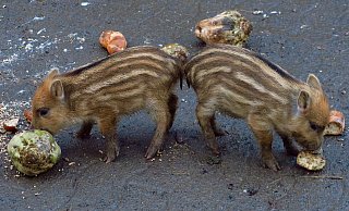 Ran an die Rübe: Die beiden Mini-Schweine testen schon einmal das Angebot jenseits der Mutter-Milch. - Kurt Ehmke Ran an die Rübe: Die beiden Mini-Schweine testen schon einmal das Angebot jenseits der Mutter-Milch. - Kurt Ehmke
