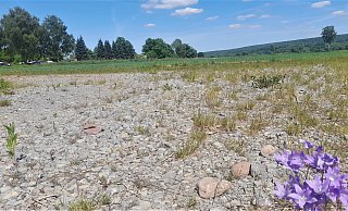 Dort an der Boffzener Straße, wohin die Lavendelpflanzen 2024 umgezogen waren, ist die städtische Fläche jetzt umgebrochen und mit Getreide ausgesät worden (im Hintergrund). Im Vordergrund ist der Schotter des ehemaligen LGS-Parkplatzes zu sehen. Beides grenzt an den Höxteraner Campingplatz (l.) im Brückfeld. - Simone Flörke Dort an der Boffzener Straße, wohin die Lavendelpflanzen 2024 umgezogen waren, ist die städtische Fläche jetzt umgebrochen und mit Getreide ausgesät worden (im Hintergrund). Im Vordergrund ist der Schotter des ehemaligen LGS-Parkplatzes zu sehen. Beides grenzt an den Höxteraner Campingplatz (l.) im Brückfeld. - Simone Flörke