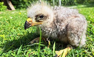 Das Foto zeigt den 16 Tage alten Schwarzen Milan als Jungvogel. - Umweltbetrieb/Stadt Bielefeld Das Foto zeigt den 16 Tage alten Schwarzen Milan als Jungvogel. - Umweltbetrieb/Stadt Bielefeld