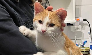 Kater "Rio" wurde im Warburger Baganhofsviertel Opfer einer grausigen Tat. - Privat Kater "Rio" wurde im Warburger Baganhofsviertel Opfer einer grausigen Tat. - Privat