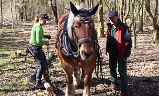 Die Kaltblüterstute Guinness bei ihrem Arbeitseinsatz im Herforder Wald. Jasmin Redeker (l.) und ihr Vater Bernd Lange haben sie ausgebildet. - Marco Hilla Die Kaltblüterstute Guinness bei ihrem Arbeitseinsatz im Herforder Wald. Jasmin Redeker (l.) und ihr Vater Bernd Lange haben sie ausgebildet. - Marco Hilla