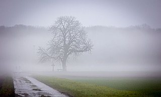 Grün statt weiß: An Weihnachten soll dem DWD zufolge auch in diesem Jahr kein Schnee fallen. - Moritz Frankenberg/dpa Grün statt weiß: An Weihnachten soll dem DWD zufolge auch in diesem Jahr kein Schnee fallen. - Moritz Frankenberg/dpa