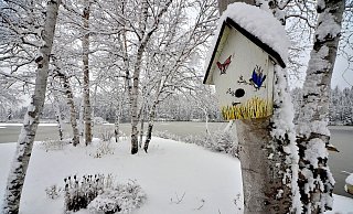 Wildvögel sind jetzt auf Futter angewiesen - der Boden ist gefroren und mit Schnee bedeckt. - Symbolfoto/Pixabay Wildvögel sind jetzt auf Futter angewiesen - der Boden ist gefroren und mit Schnee bedeckt. - Symbolfoto/Pixabay
