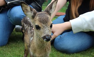 Mit einem kleinen Rehkitz begann vor 90 Jahren die Geschichte des Tierparks. - Symbolfoto: Kathrin Kantelberg Mit einem kleinen Rehkitz begann vor 90 Jahren die Geschichte des Tierparks. - Symbolfoto: Kathrin Kantelberg
