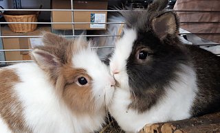 Die Kaninchen-Geschwister Tuffy und Krümel hängen sehr aneinander. - Tierschutzverein Herford Die Kaninchen-Geschwister Tuffy und Krümel hängen sehr aneinander. - Tierschutzverein Herford