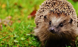 Mähroboter sind eine Gefahr für Igel. - Symbolbild: Pixabay Mähroboter sind eine Gefahr für Igel. - Symbolbild: Pixabay
