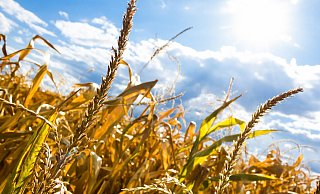 Die Trockenheit könnte auch in diesem Jahr den Landwirten extreme Probleme bereiten. - Pixabay/Symbolbild Die Trockenheit könnte auch in diesem Jahr den Landwirten extreme Probleme bereiten. - Pixabay/Symbolbild