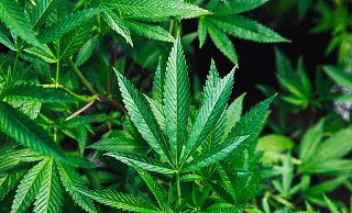 Die Kriminalpolizei geht bei dem Fund davon aus, dass der Cannabis für illegalen Handel genutzt wurde. - Unsplash (Symbolfoto) Die Kriminalpolizei geht bei dem Fund davon aus, dass der Cannabis für illegalen Handel genutzt wurde. - Unsplash (Symbolfoto)