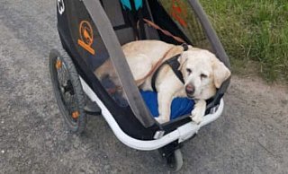Luna ist schon 14 Jahre alt und wird mittlerweile im Wagen spazieren gefahren. - privat Luna ist schon 14 Jahre alt und wird mittlerweile im Wagen spazieren gefahren. - privat