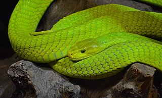 Giftschlange: Das Halten einer Mamba soll in NRW verboten werden. - Pixabay Giftschlange: Das Halten einer Mamba soll in NRW verboten werden. - Pixabay