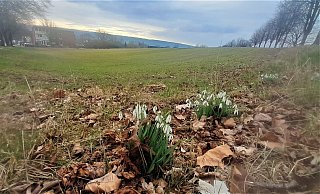 Bislang gibt es auf dem Areal "Im Flor" in Höxter einen Bolzplatz - und Schneeglöckchen. - Simone Flörke Bislang gibt es auf dem Areal "Im Flor" in Höxter einen Bolzplatz - und Schneeglöckchen. - Simone Flörke