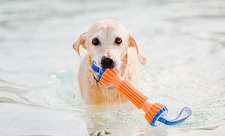 Dieser Vierbeiner war ins Wasser gesprungen, um das ins Becken geworfene Spielzeug zu apportieren. - Besim Mazhiqi Dieser Vierbeiner war ins Wasser gesprungen, um das ins Becken geworfene Spielzeug zu apportieren. - Besim Mazhiqi